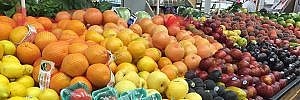Fresh Oranges in Gainesville, FL